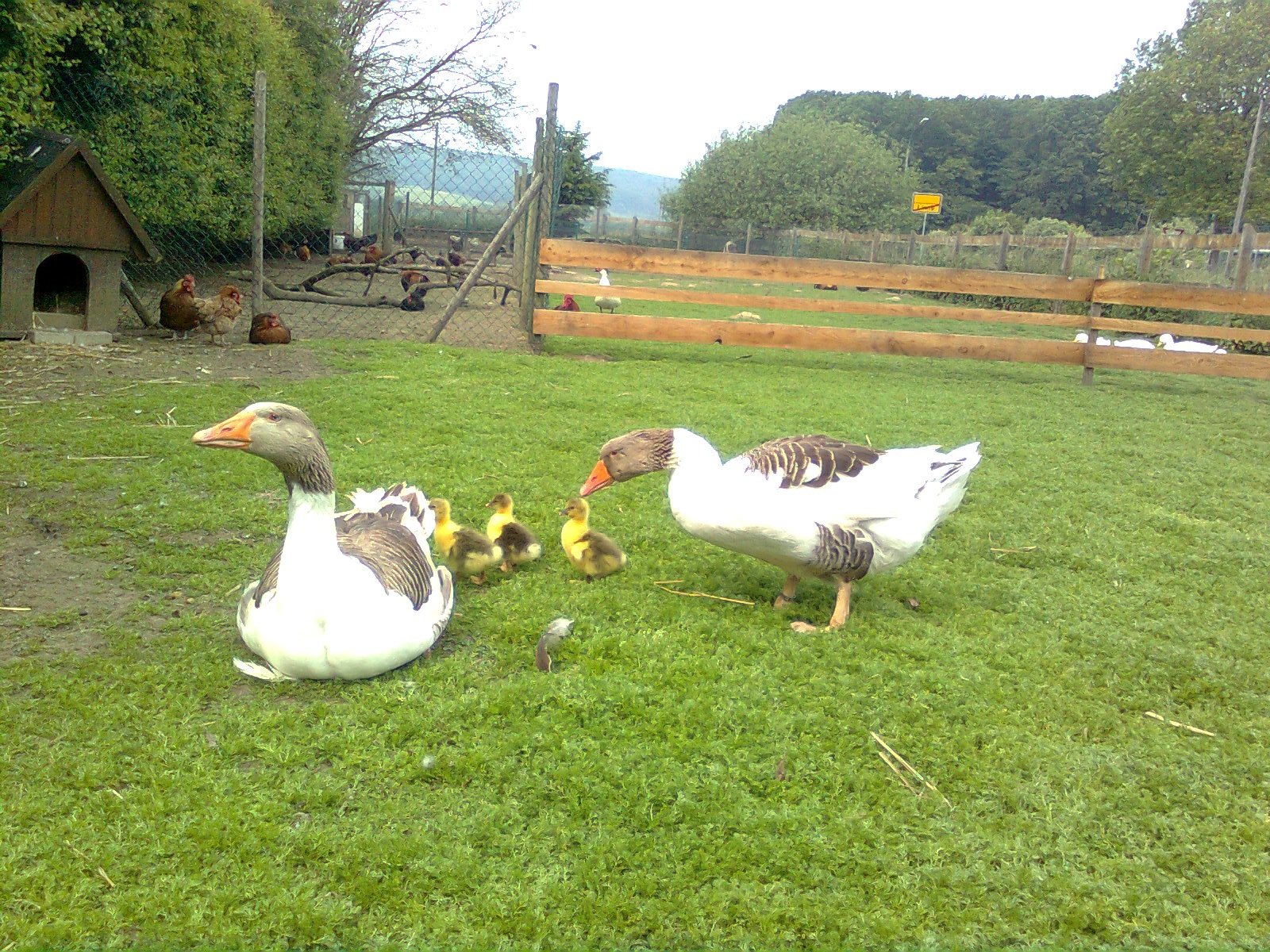 Pommerngänse www.freilandtiere.de