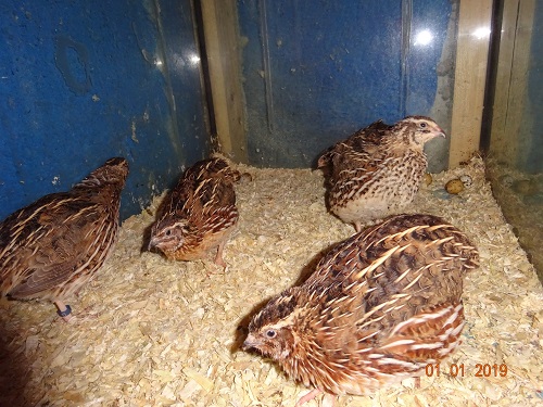 Japanische Wachteln, 01.01.2019