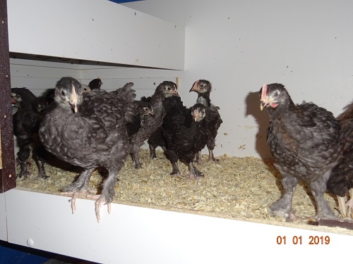 Maran blau kupfer K&uuml;ken, 6 Wochen alt, 01.01.2019