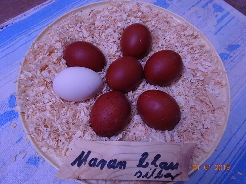 Maran blau silber Bruteier, 01.01.2019