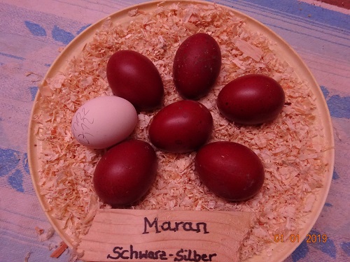 Maran schwarz silber & Dorking Bruteier, 01.01.2019