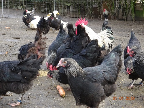 Maran schwarz silber, 01.01.2019