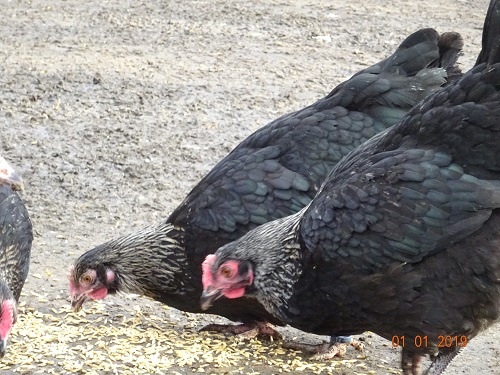 Maran schwarz silber Junghennen, 01.01.2019