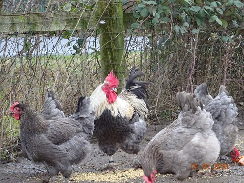 Maran blau silber, 01.01.2019