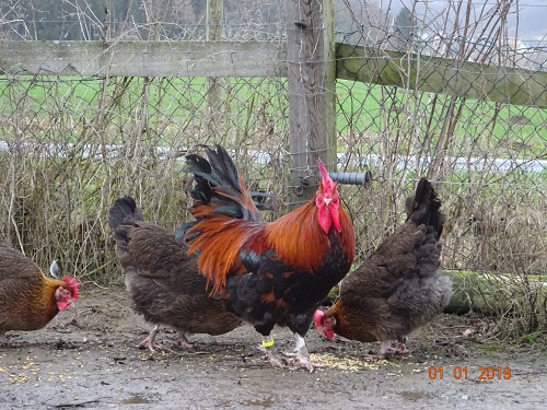 Dorking goldhalsig, 01.01.2019