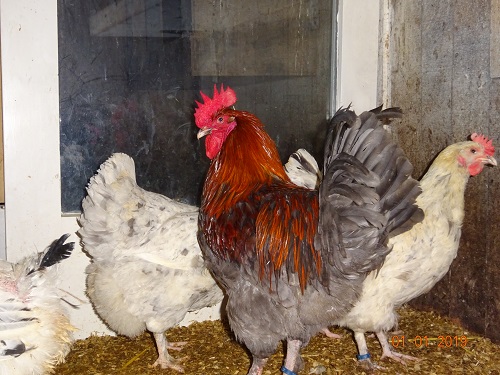 Maran blau kupfer, 01.01.2019