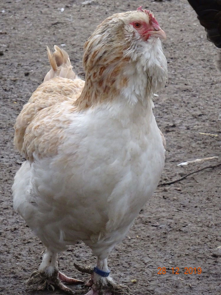 Lachshuhn Henne, 01.01.2020