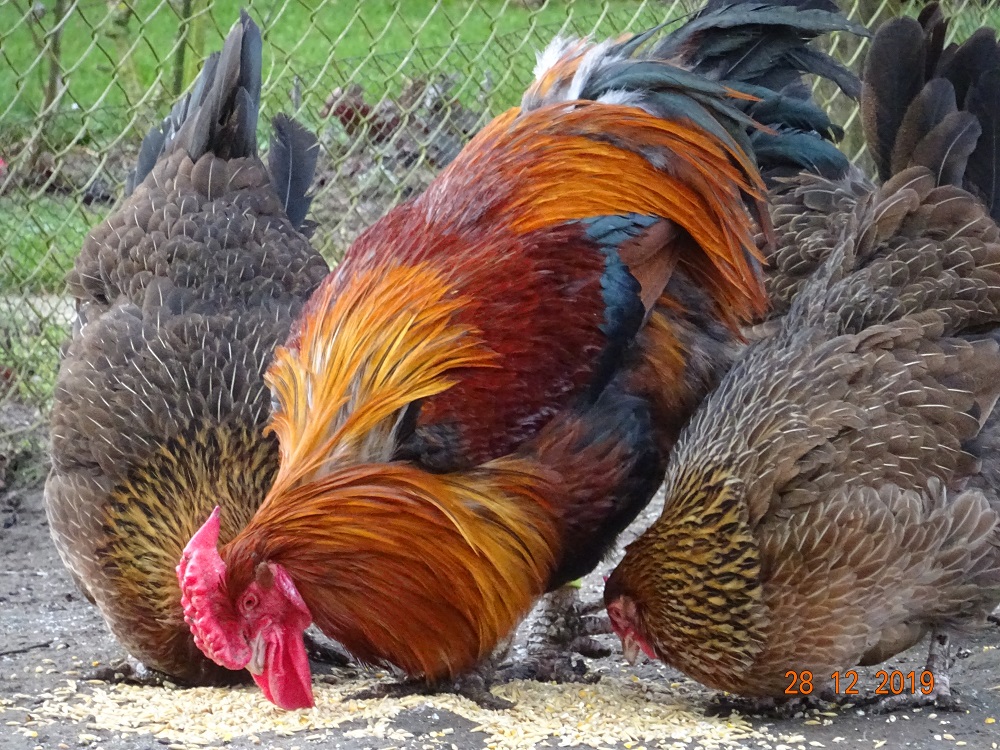 Dorking goldhalsig mit Rosenkamm, 28.12.2019