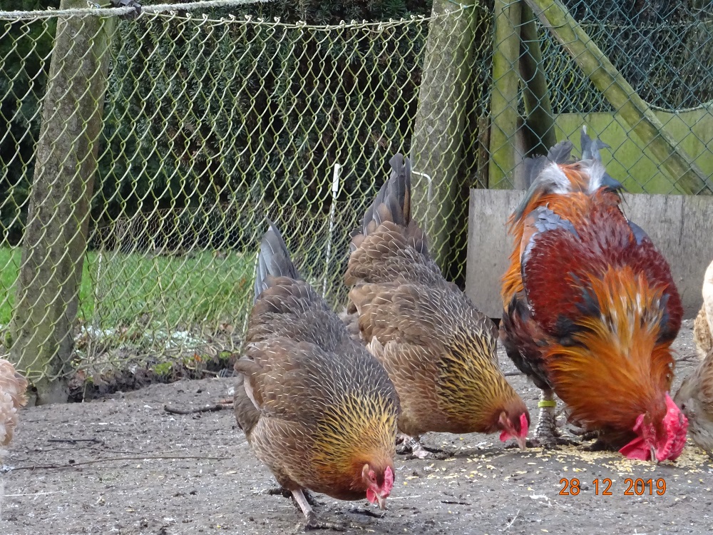 Dorking goldhalsig mit Rosenkamm, 28.12.2019