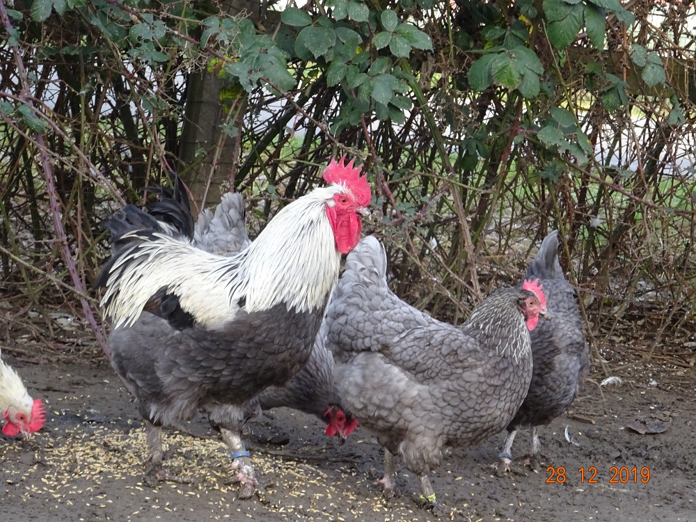 Maran blau silber, 28.12.2019