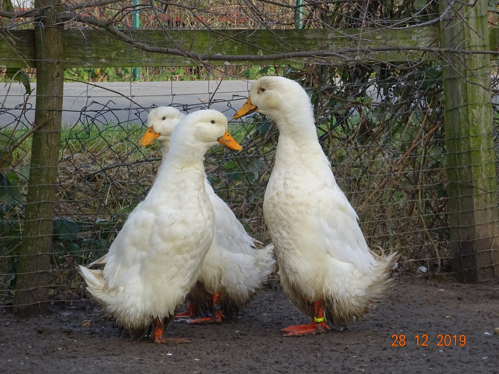 Deutsche Pekingenten Zuchtstamm 2, 28.12.2019