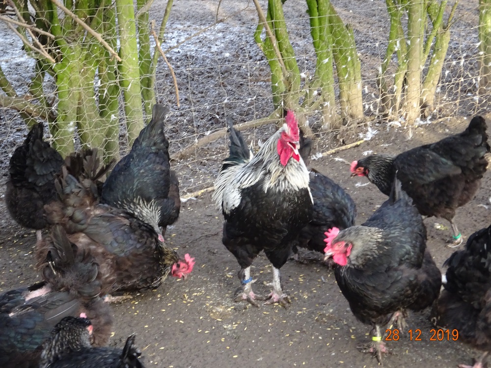 Maran schwarz silber, 28.12.2019