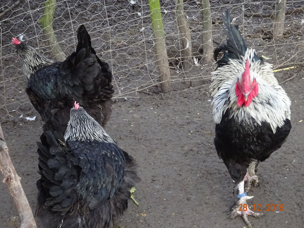 Maran schwarz silber, 28.12.2019