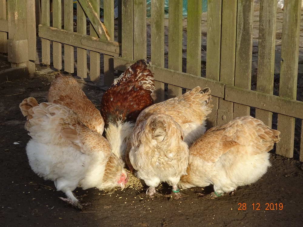 Lachsh&uuml;hner mit Junghahn, 28.12.2019