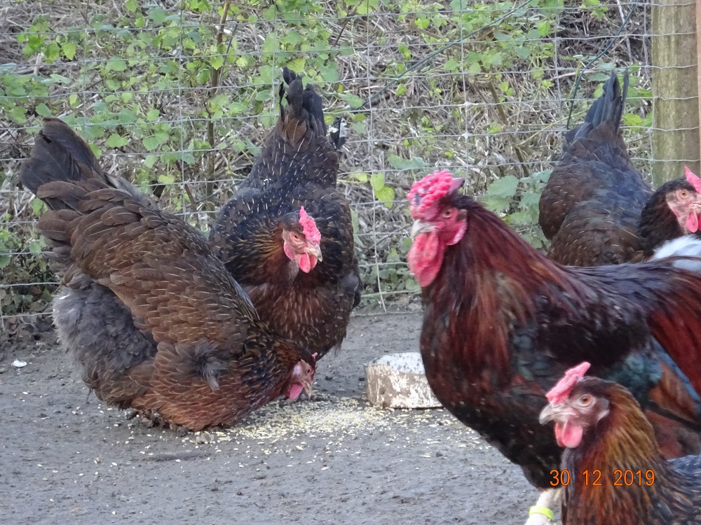 Dorking gold wildfarbig mit Rosenkamm, 30.12.2019