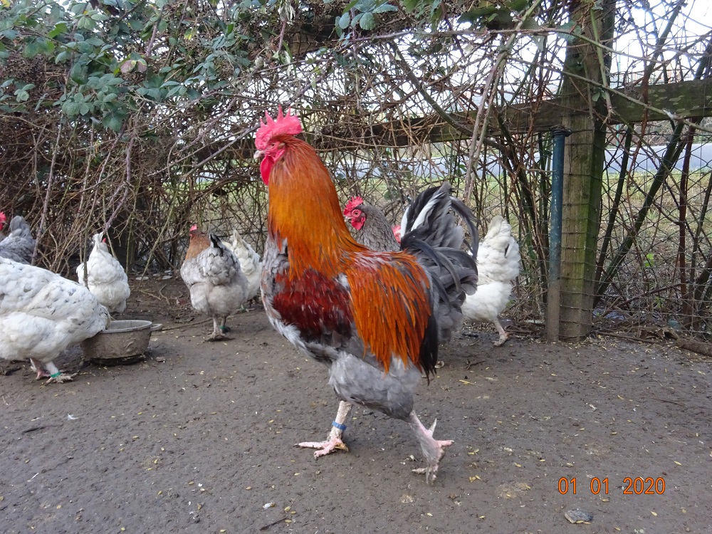 Maran blau kupfer, 01.01.2020