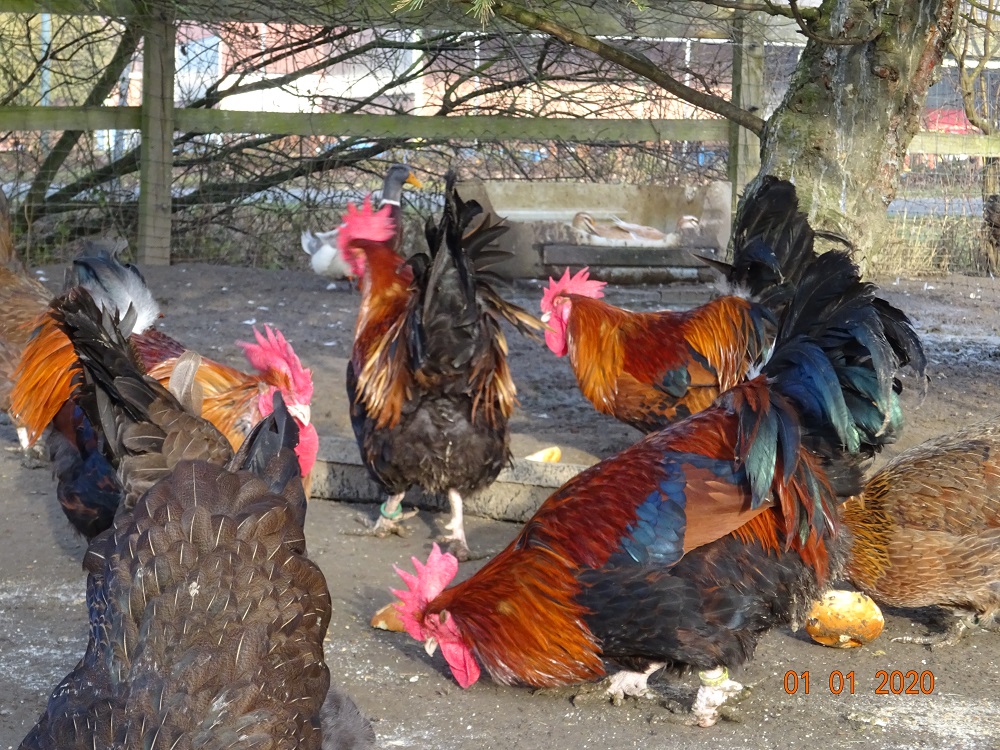 Dorking goldhalsig, Jung & Alth&auml;hne 1-6 Jahre alt. 01.01.2020