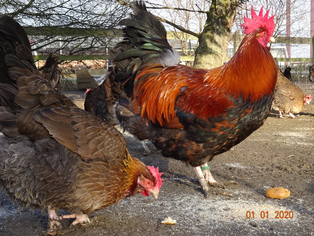 Dorking goldhalsig, 01.01.2020