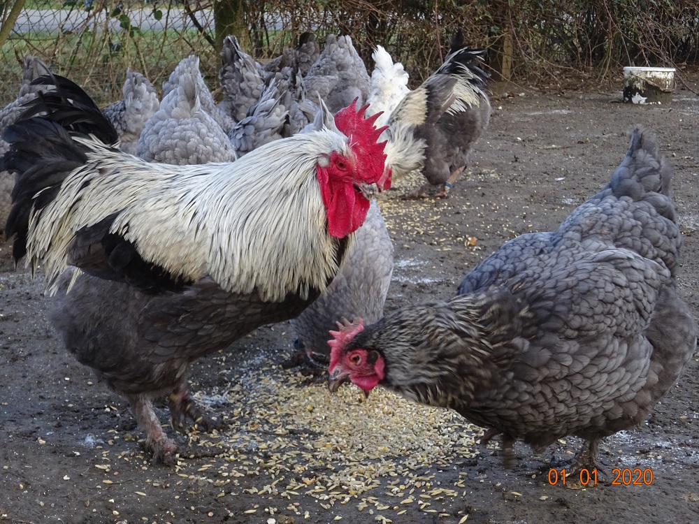 Maran blau silber, 01.01.2020