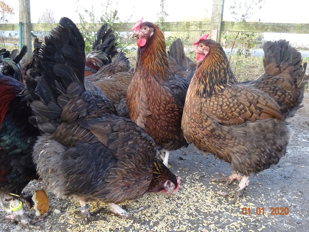 Dorking Hennen gold wildfarbig mit Rosenkamm, 3,20kg - 3,60kg 25.01.2020