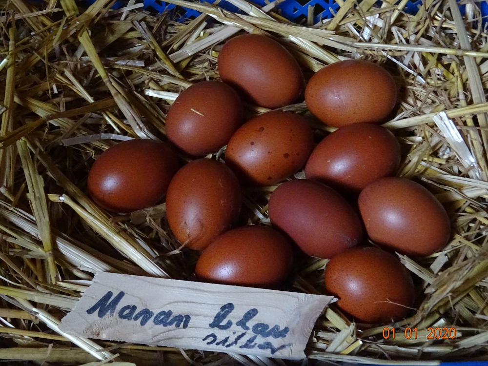 Maran blau silber Bruteier 2,00&euro; pro St&uuml;ck, 01.01.2020