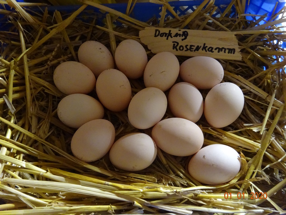 Dorking gold wildfarbig mit Rosenkamm Bruteier 3,00&euro; pro St&uuml;ck, 01.01.2020