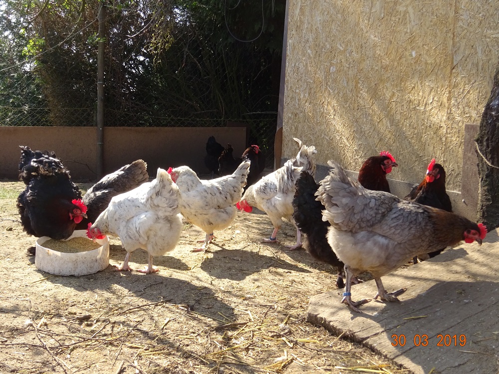 Maran blau kupfer Hennen mit splash und schwarz, 30.03.2019