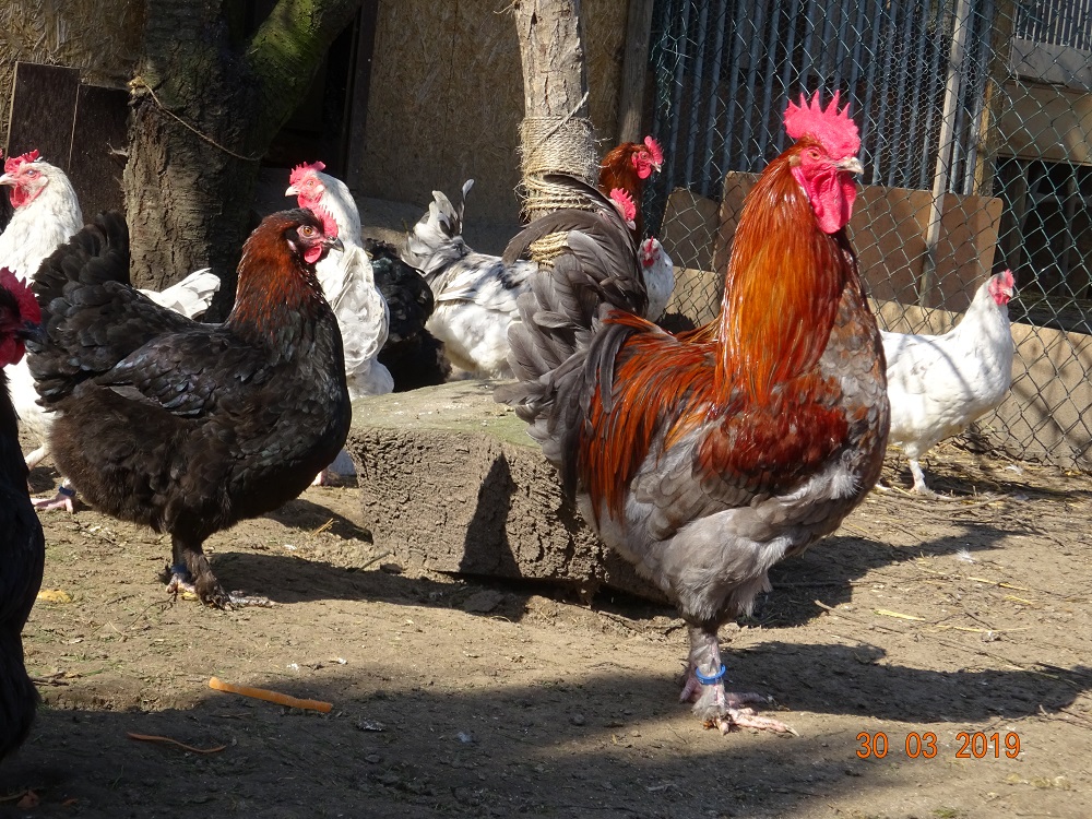 Maran blau kupfer, 30.03.2019