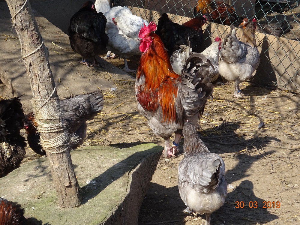 Maran blau kupfer, 30.03.2019