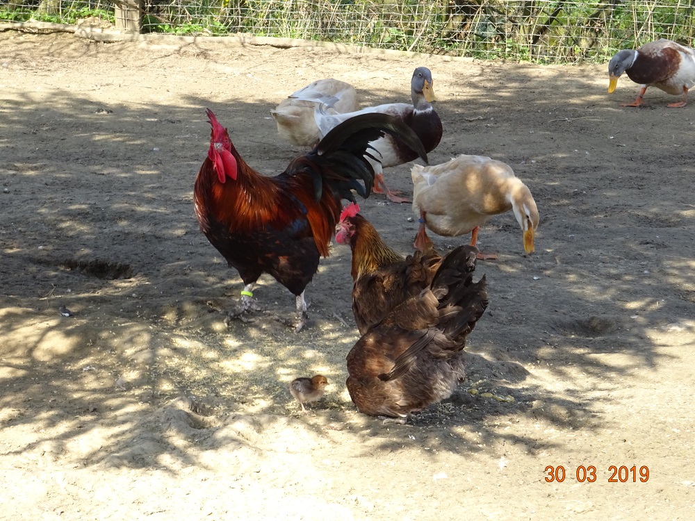 Dorking goldhalsig 4, & Sachsenenten 2, 30.04.2019