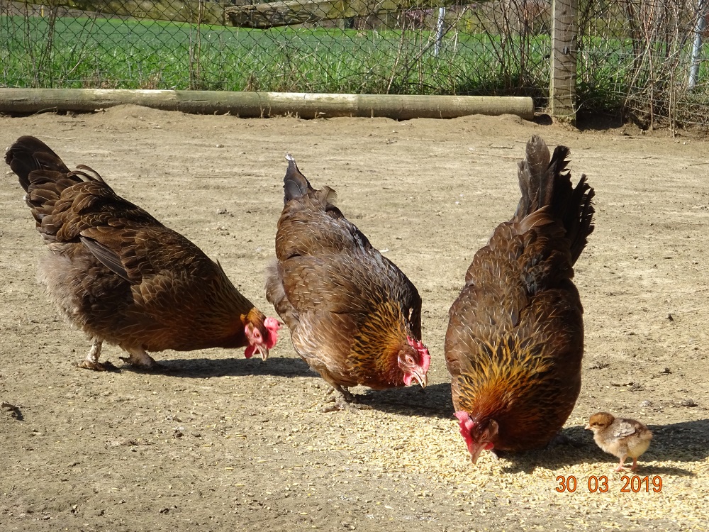 Dorking goldhalsig 4, 30.03.2019