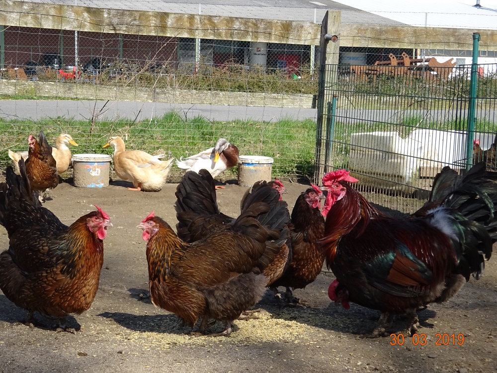 Dorking gold wildfarbig mit Rosenkamm und Sachsenente. 30.03.2019