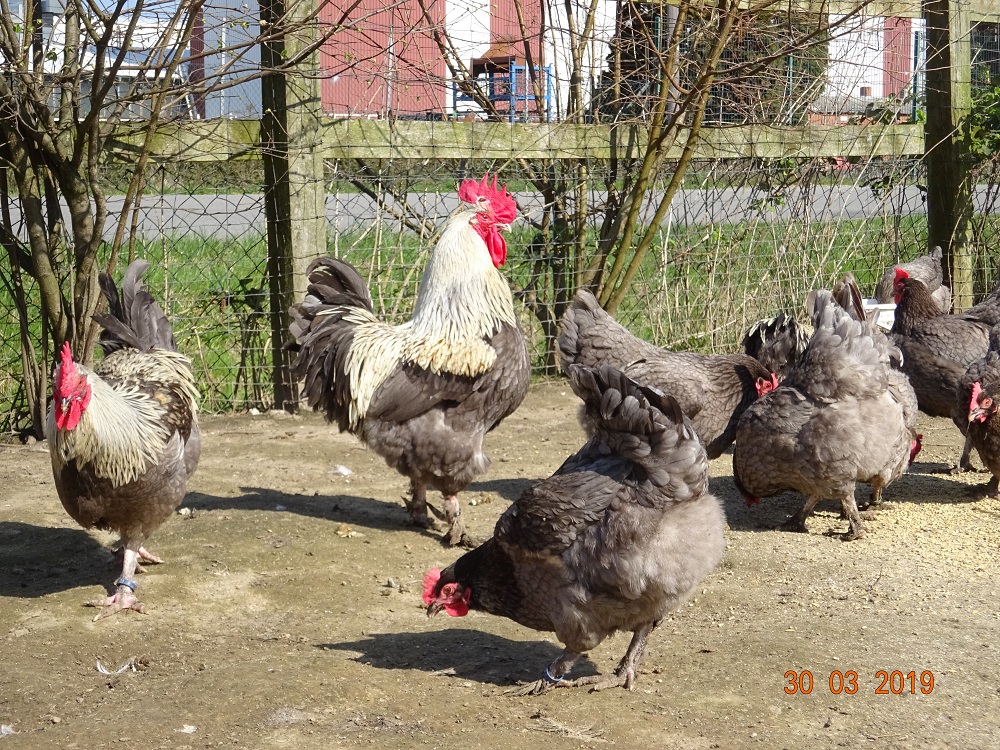 Maran blau silber, 30.03.2019