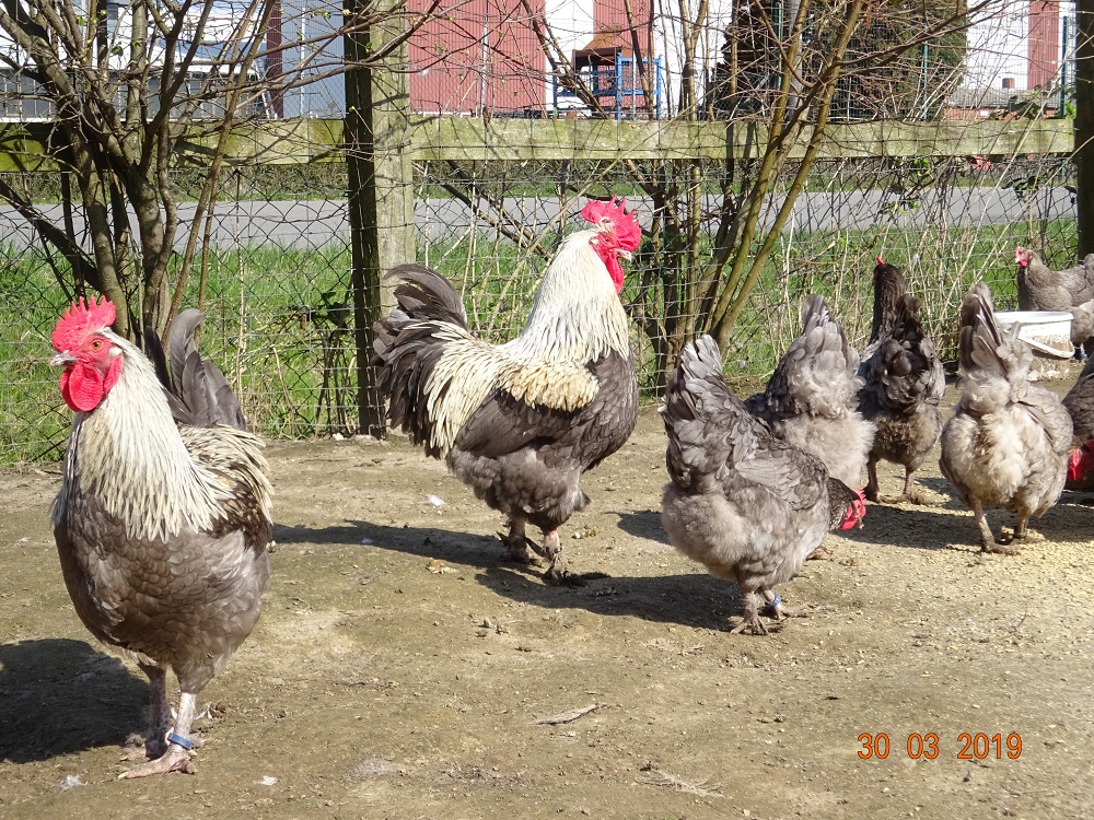 Maran blau silber, 30.03.2019