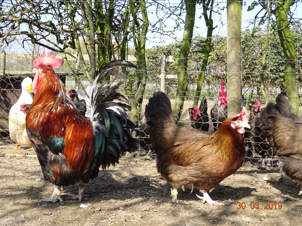 Dorking goldhalsig 3, 30.04.2019