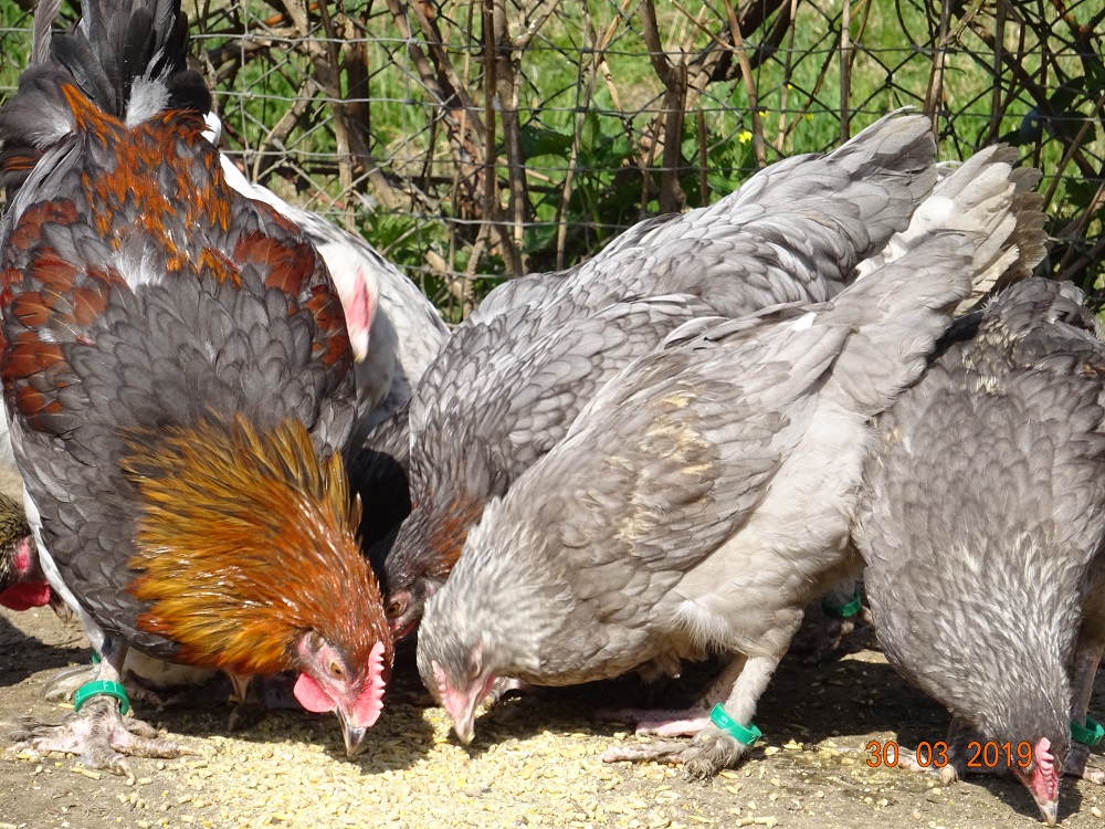 Maran blau kupfer & blau silber Jungh&uuml;hner, 30.03.2019