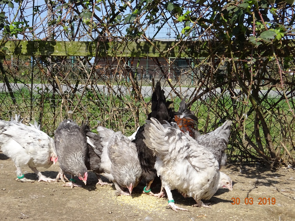 Maran blau silber & Splash Jungh&uuml;hner, 30.03.2019