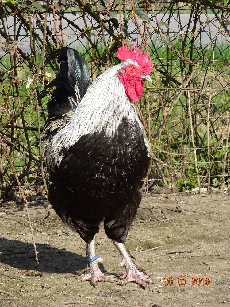 Maran schwarz silber Zuchthahn, 30.03.2019