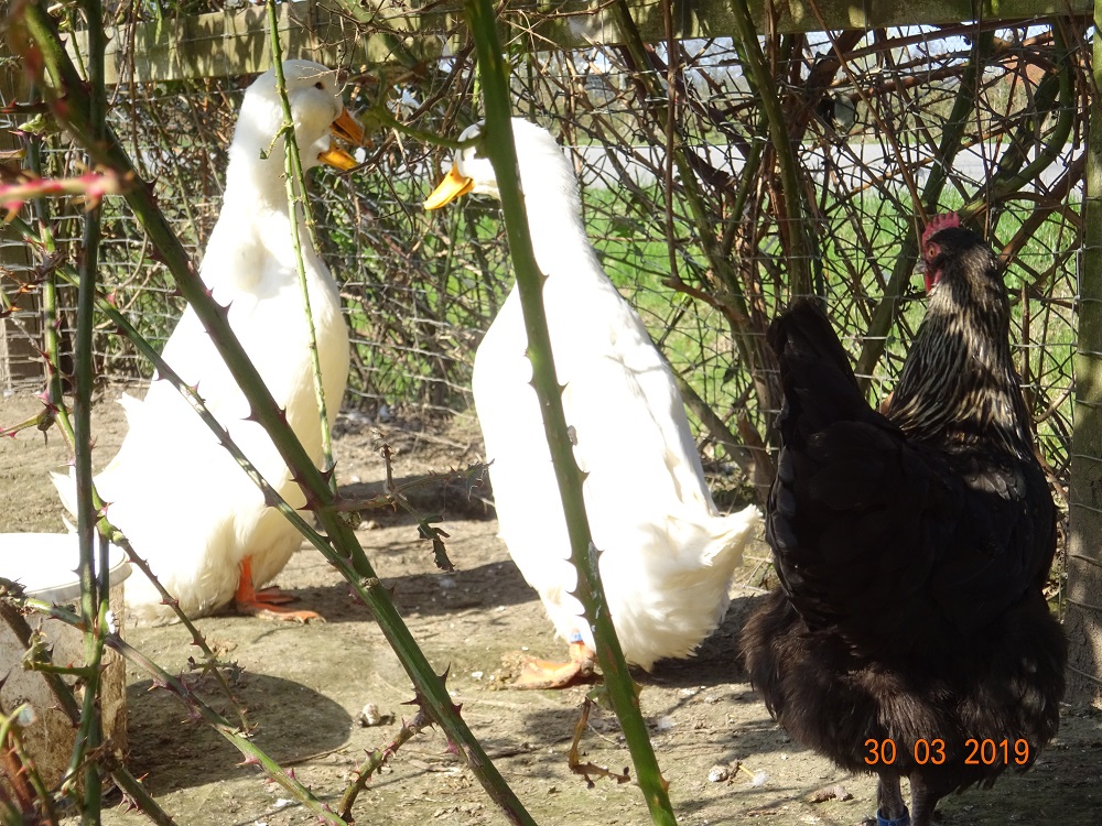 Deutsche Pekingenten 3, 30.03.2019