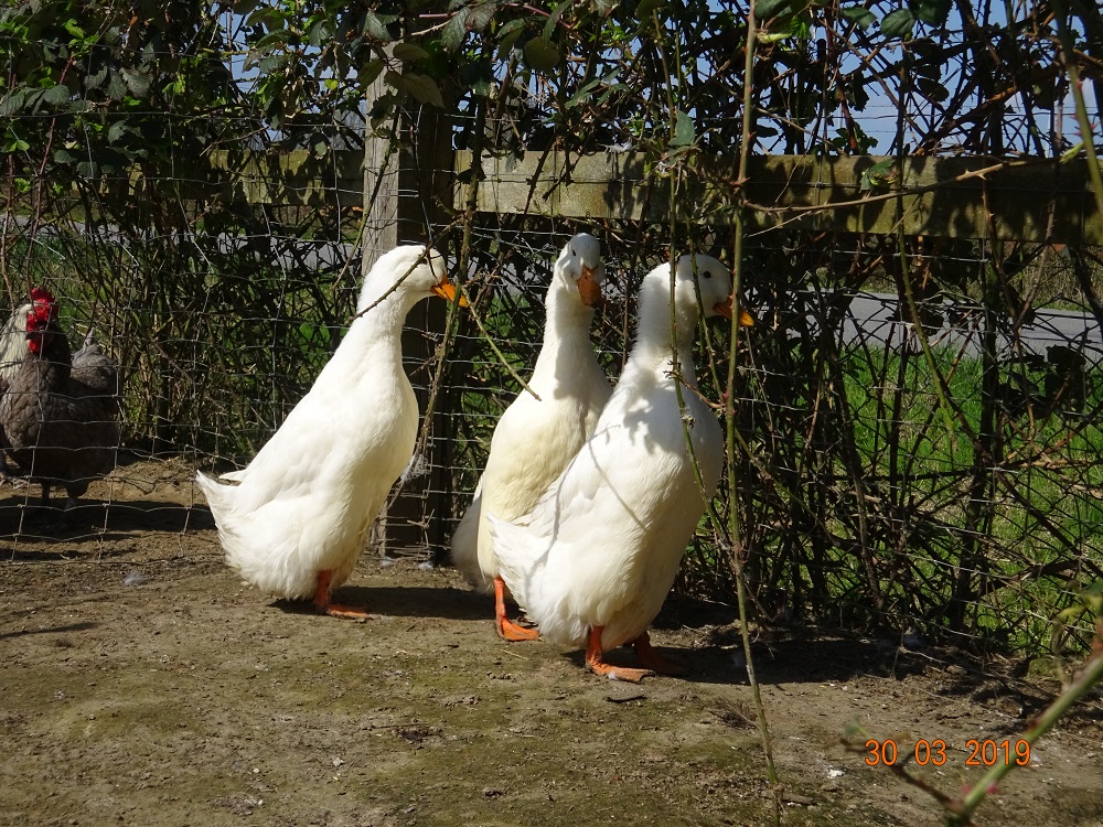 Deutsche Pekingenten 3, 30.03.2019