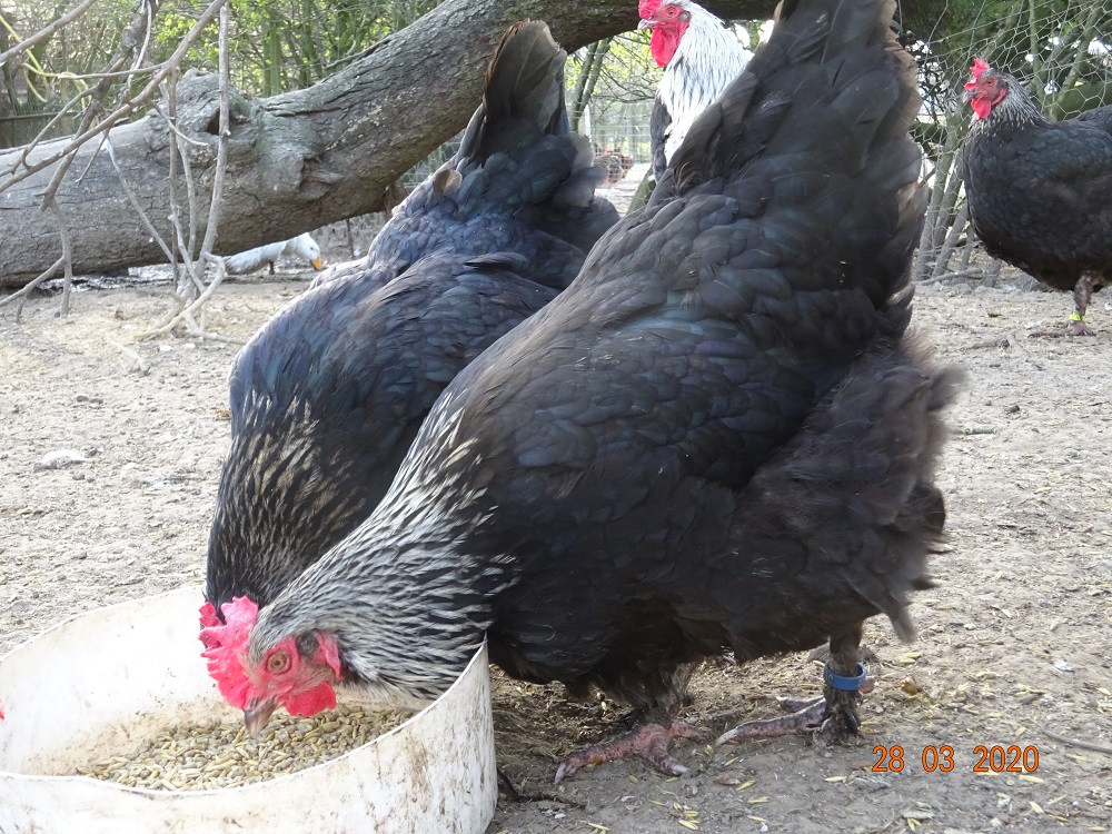 Maran schwarz silber H&uuml;hner, Bruteier abzugeben. 28.03.2020