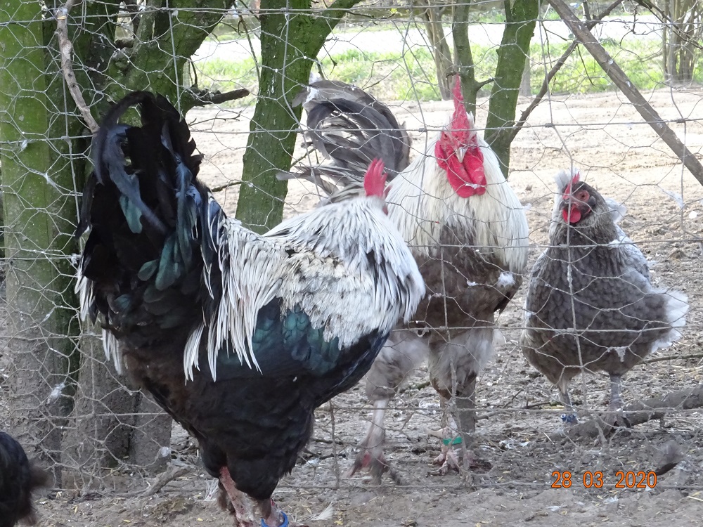 Maran schwarz silber & blau silber, Bruteier abzugeben. 28.03.2020