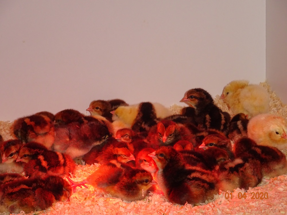 Dorking K&uuml;ken, 01.04.2020