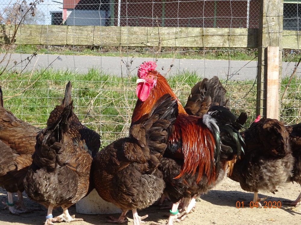 Dorking H&uuml;hner gold wildfarbig mt Rosenkamm. der Hahn ist knapp 1 Jahr alt und wiegt schon 4,20kg, die Hennen sind 2 bis 6 Jahre alt. Bruteier abzugeben. Die 5te Zehe kann man gut erkennen. 01.04.2020