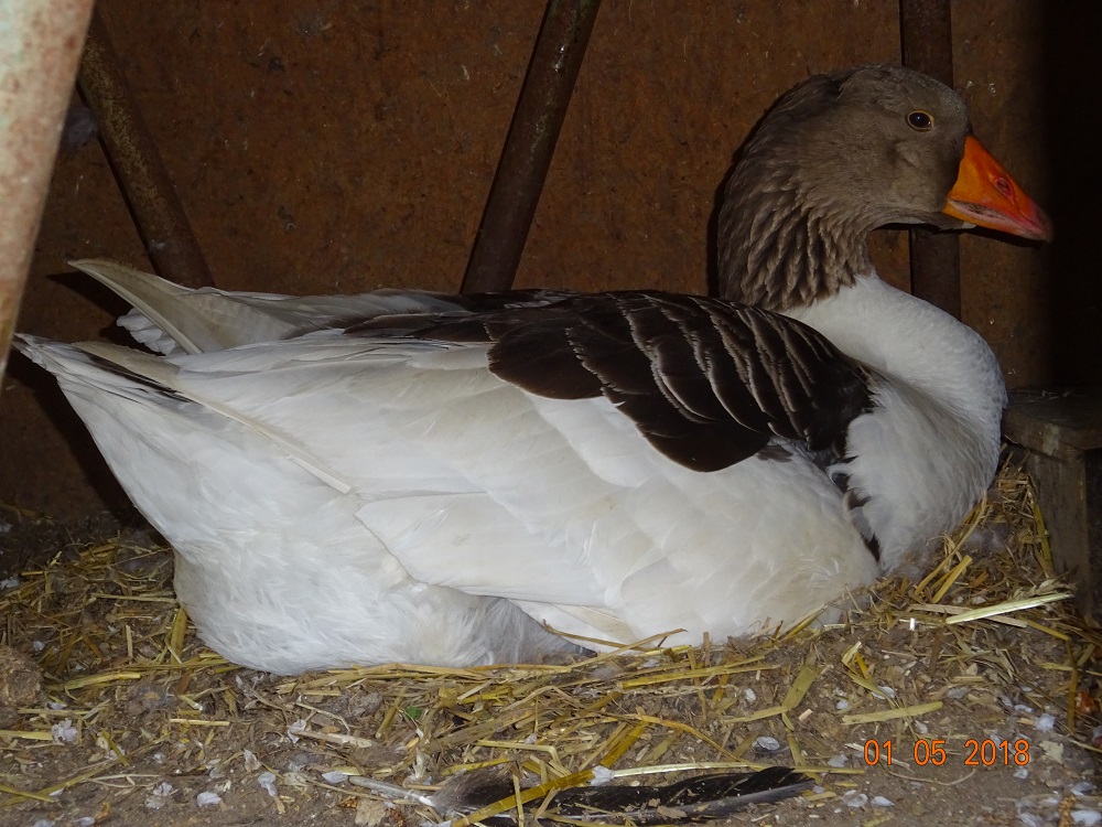 Pommerngans am br&uuml;ten, 01.05.2018