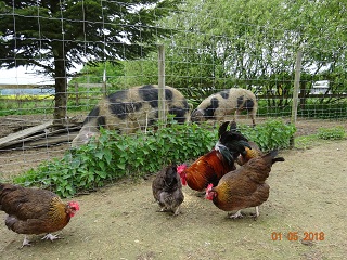 Dorking goldhalsig und Bunte Bentheimer, 01.05.2018