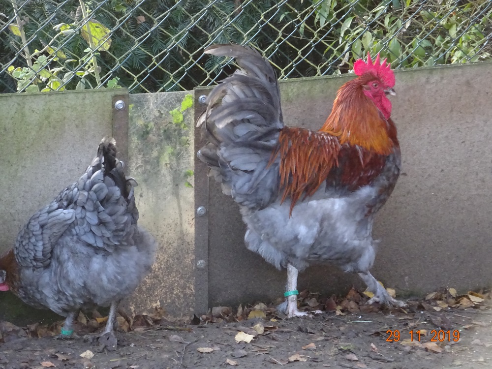 Maran blau kupfer. 29.11.2019