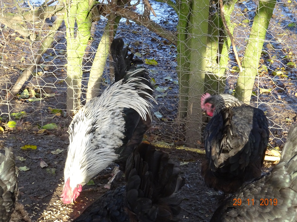 Maran schwarz silber. 29.11.2019