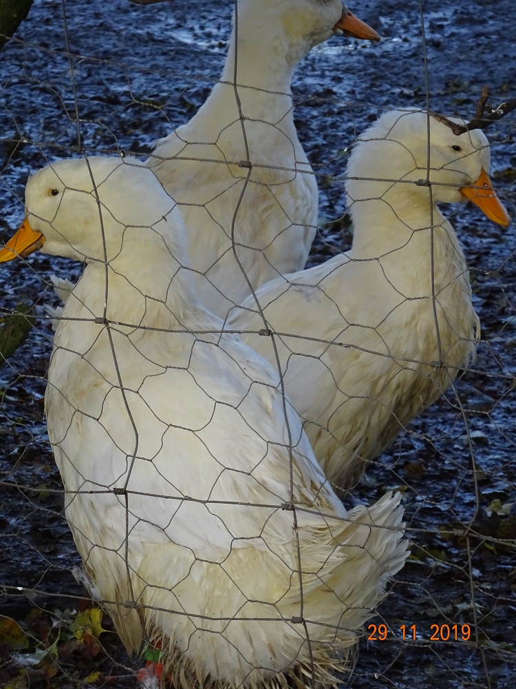 Deutsche Pekingenten, 29.11.2019