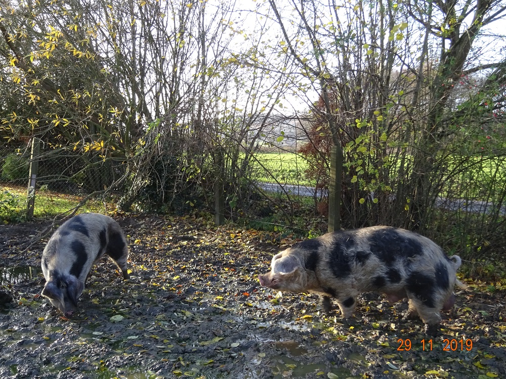 Herbststimmung bei Andi und seiner dicken. 29.11.2019